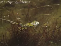 Middelste groene kikker [Pelophylax klepton esculentus]